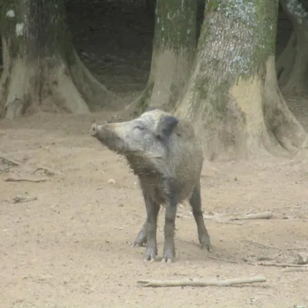 La Volette * Moulins-Saint-Hubert