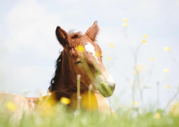 Сasa de vacaciones La Volette Moulins-Saint-Hubert