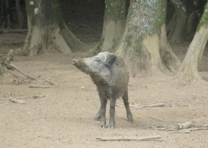 La Volette * Moulins-Saint-Hubert